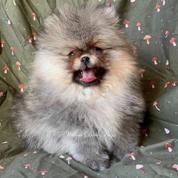 Little Davie - Orange sable male Pomeranian puppy in Coram, New York from Willow Dove Pugs