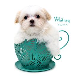 Whitney - White female Mi-Ki puppy in Elizabeth, Colorado from Royal T Mi-Kis