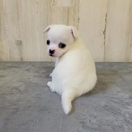 Chihuahua Puppies from BonBon Chihuahuas