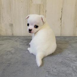 Chihuahua Puppies from BonBon Chihuahuas