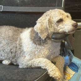 Hazel - Aussiedoodle