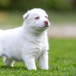 Siberian Husky Puppies from Lilbearshuskies