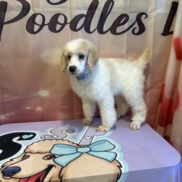 Zane - Parti male Poodle puppy in Mobile, Alabama from Semmy’s Standard Poodle LLC