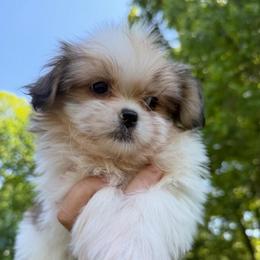 Rico - Brindle and white male Shih Tzu puppy in Chattanooga, Tennessee from Joy-Fur Puppies