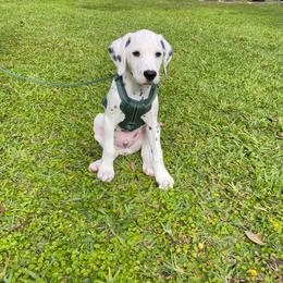 Dalmatian Puppies from Rainier DALS LUA Dalmatians of Washington