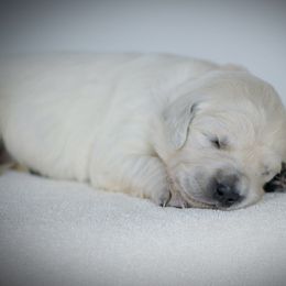 Boy Blue - Light golden Golden Retriever puppy in California from Gildea Goldens