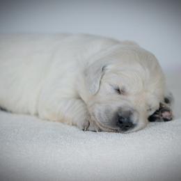 Boy Blue - Light golden Golden Retriever puppy in California from Gildea Goldens