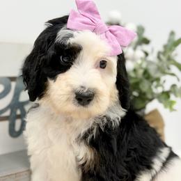 Sudsy - Tri-color female Bernedoodle puppy in Hegins, Pennsylvania from Bubbling Springs Doodles, LLC