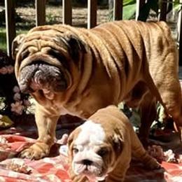 Bulldog Puppies from Bullgodz English Bulldogs
