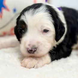 Sudsy - Tri-color female Bernedoodle puppy in Hegins, Pennsylvania from Bubbling Springs Doodles, LLC