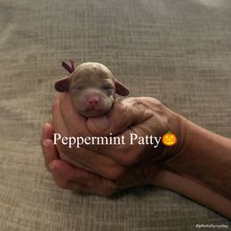 Peppermint Patty - Apricot female Assorted Doodle Crosses puppy in Yuba City, California from Lucky Day Doodles