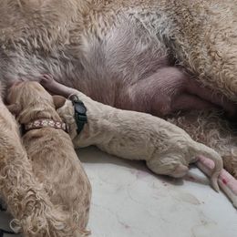 Green Collar - Cream male Goldendoodle puppy in Mullin, Texas from Grosenbacher Goldendoodles