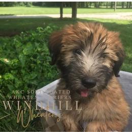 French Bulldog and Soft Coated Wheaten Terrier Puppies from Windhill Wheatens