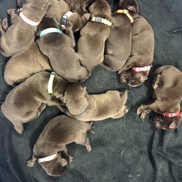 Dilute Retriever and Labrador Retriever Puppies from CKB Labradors