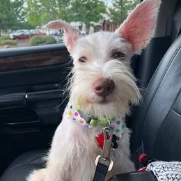 Miniature Schnauzers from Husley Farms