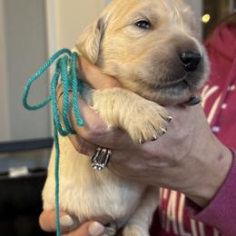 Aqua, Orange, Blue, Yellow, Green, Forest-white - Light golden male Golden Retriever puppy in Yuba City, California from Family Loved Golden Retrievers