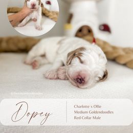 Dopey - Parti male Goldendoodle puppy in Hiddenite, North Carolina from Rose and Reid Doodles