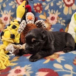 Yellow collar - Black and tan male German Shepherd puppy in Ramsey, Illinois from Haus-Farr German Shepherds