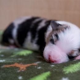 Australian Shepherd Puppies from River Run Australian Shepherds