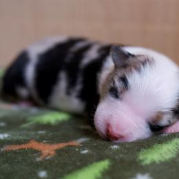 Australian Shepherd Puppies from River Run Australian Shepherds