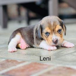 Leni - Black tan and white male Beagle puppy in Mansfield, Missouri from Rippee Creek Kennel