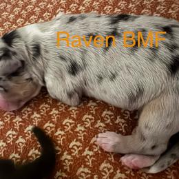 Raven - Blue merle female Australian Shepherd puppy in Wrightstown, New Jersey from Hartzland Farm Australian Shepherds