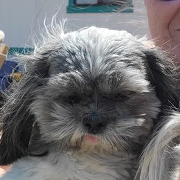 Charlie - Shih Tzu