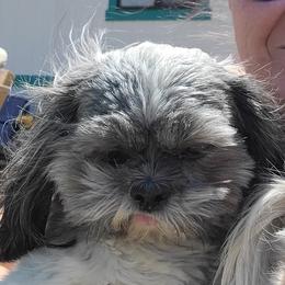Charlie - Shih Tzu