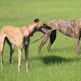 Dogo Argentinos and Greyhounds from Wayward’s Dogos and Spellbound Greyhounds