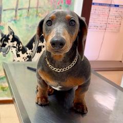 Rover - Dachshund