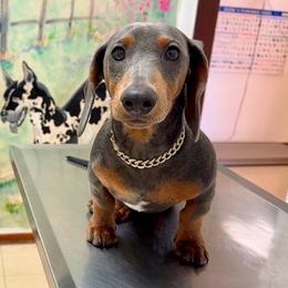 Rover - Dachshund