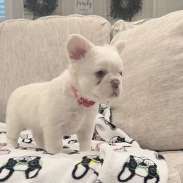 French Bulldog Puppies from Opulence Frenchies