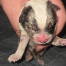 Mr. Gale - Blue merle male Toy Australian Shepherd puppy in Dolan Springs, Arizona from High Desert Companions