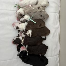 Bordoodle Puppies from Circle R Valley Farms