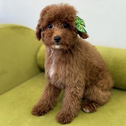 Benja - Red  female Poodle puppy in Florida from Sakura Poodles