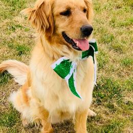 Golden Retrievers from Tiloula's Puppies