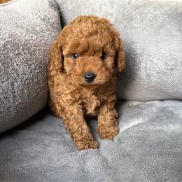 Black - Red  male Poodle puppy in Elkhorn, Nebraska from Orel Toy & Miniature Poodles