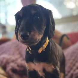 Yellow Girl - Black and tan female Saluki puppy in Los Angeles, California from Srinagar Salukis