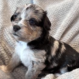 Lucky Charm - Blue merle male Aussiedoodle puppy in Michigan from Kingsden Aussies and doodles