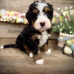 Boston - Tri-color male Bernedoodle puppy in Idaho from Bernese By Barzees