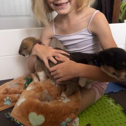 Pembroke Welsh Corgi Puppies from Sweet Bailey and The Corgi Babes