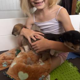 Pembroke Welsh Corgi Puppies from Sweet Bailey and The Corgi Babes