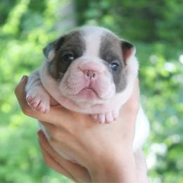 Ovation - Blue female French Bulldog puppy in New Hampton, New Hampshire from Kismet French Bulldogs