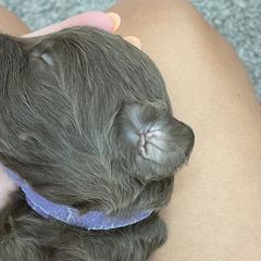 Purple - Double Doodle puppy in Gilbert, Arizona from Emmie’s Doodle Pups