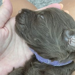 Purple - Double Doodle puppy in Gilbert, Arizona from Emmie’s Doodle Pups