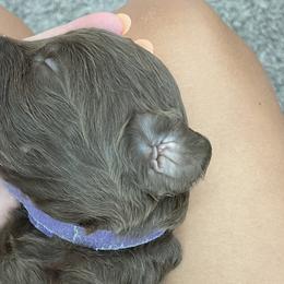 Purple - Double Doodle puppy in Gilbert, Arizona from Emmie’s Doodle Pups