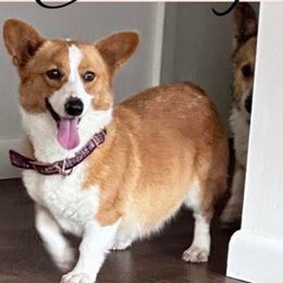 Jenny - Pembroke Welsh Corgi