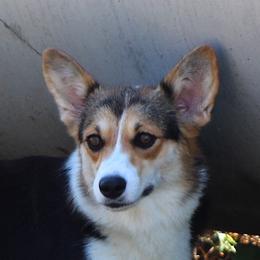 Adelyn - Pembroke Welsh Corgi