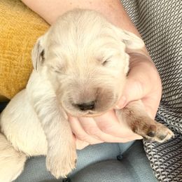 LeMans - Light golden male Golden Retriever puppy in Watkins, Colorado from Brightside Goldens