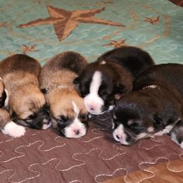 Labrador Retriever and Pembroke Welsh Corgi Puppies from White Star Corgis